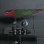 Birds Screenshot