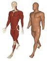 Reconstructing Personalized Anatomical Models for Physics-based Body Animation
