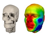 Building Accurate Physics-based Face Models from Data